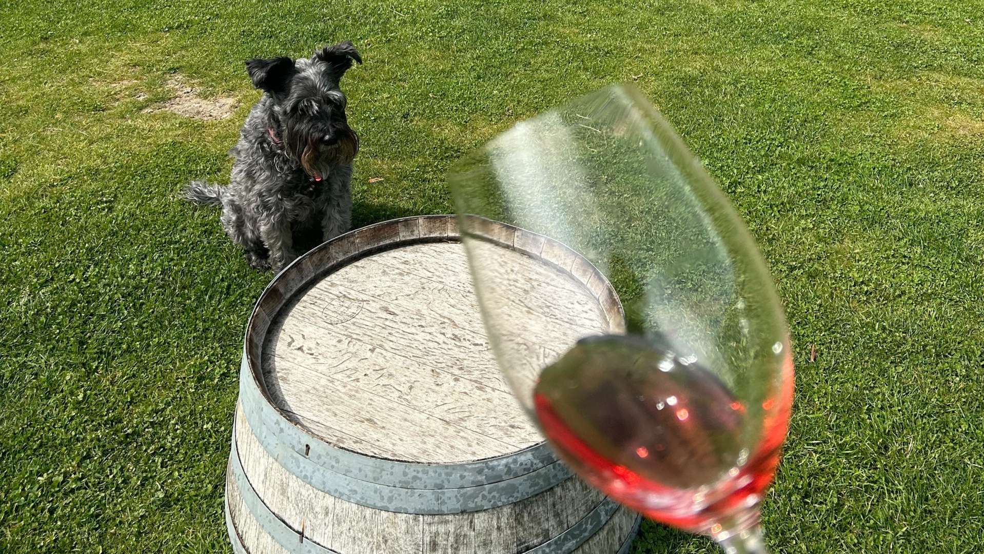Wine dog